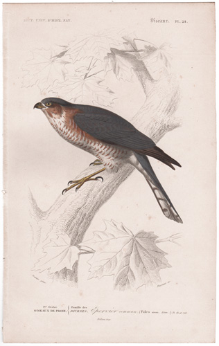 Sparrow Hawk